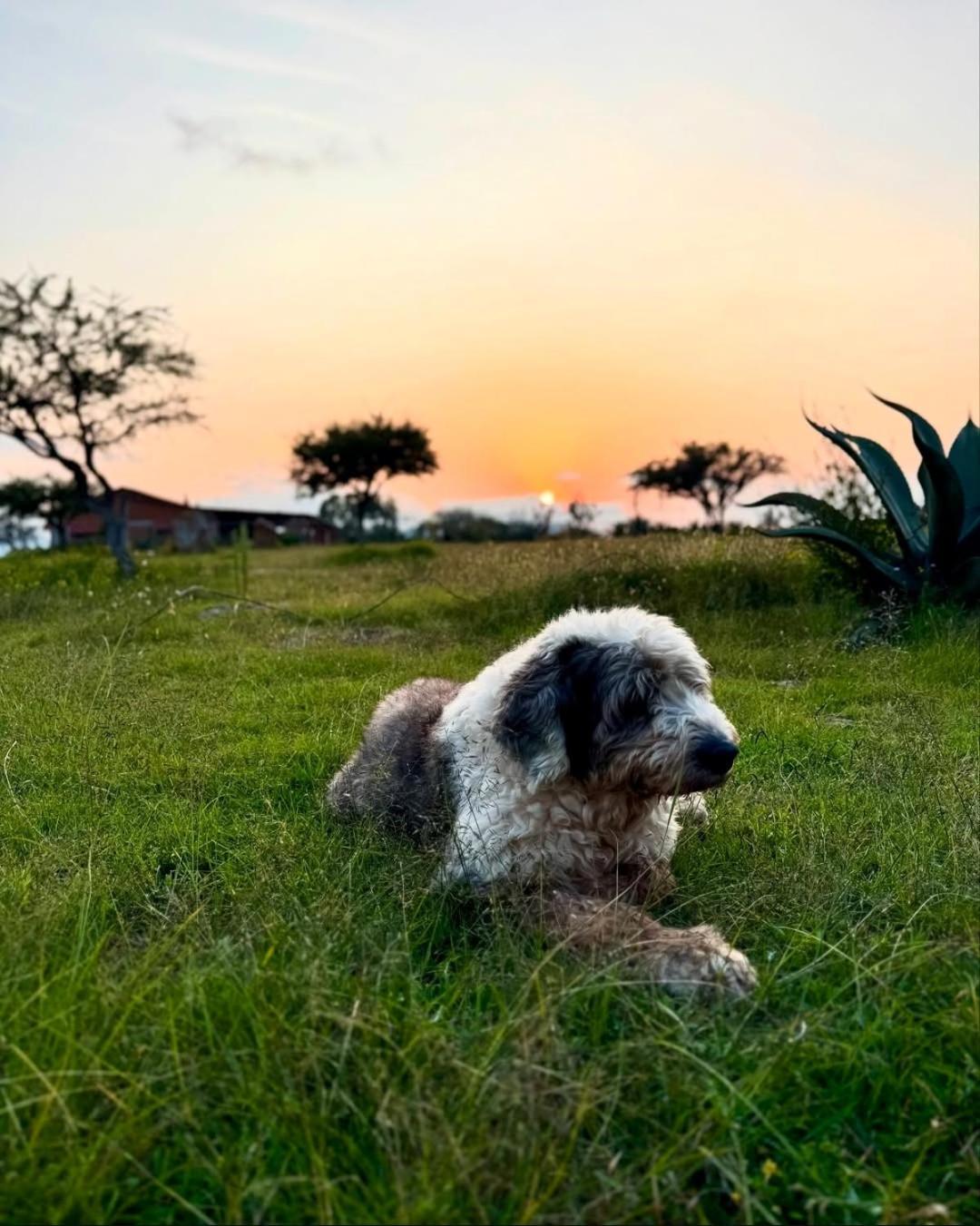 El Gato Glamping Con Vista A Prismas Basalticos Hotel Huasca de Ocampo Bagian luar foto