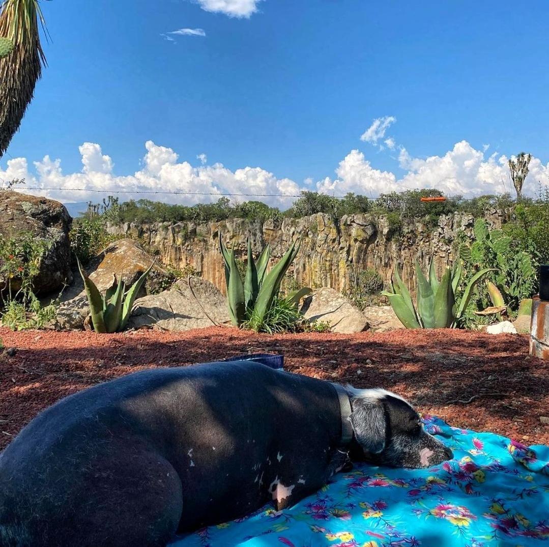 El Gato Glamping Con Vista A Prismas Basalticos Hotel Huasca de Ocampo Bagian luar foto