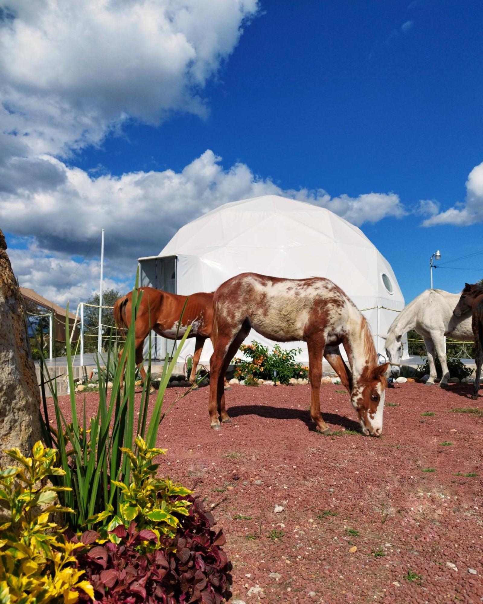 El Gato Glamping Con Vista A Prismas Basalticos Hotel Huasca de Ocampo Bagian luar foto
